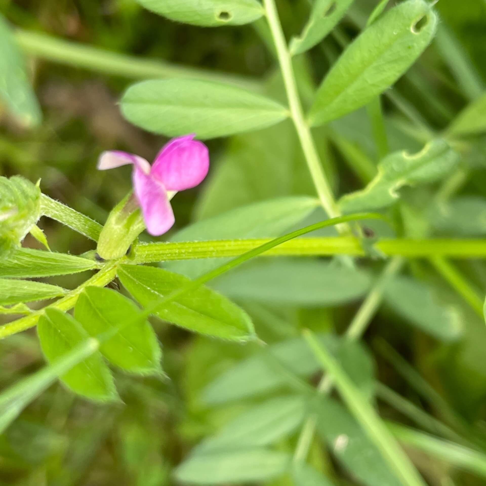 Futterwicke (Vicia sativa)