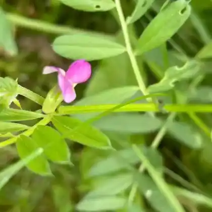 Foto von Futterwicke (Vicia sativa)