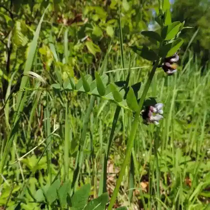Foto von Zaun-Wicke (Vicia sepium)