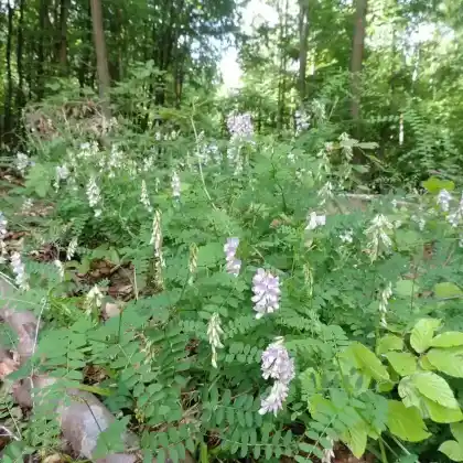 Foto von Wald-Wicke (Vicia sylvatica)