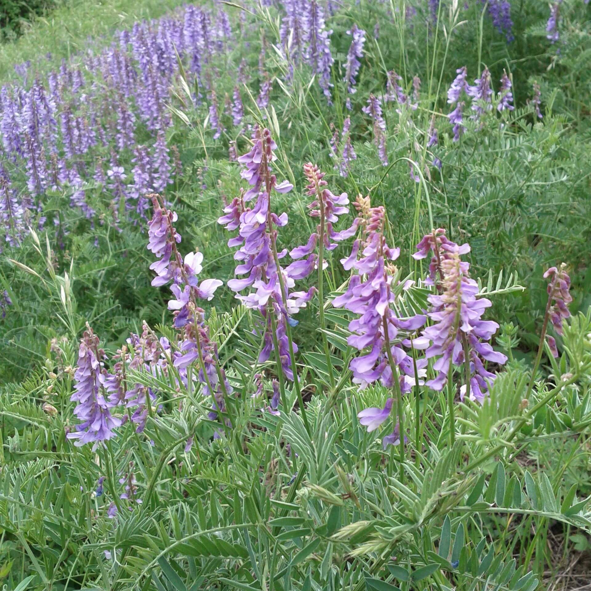 Feinblättrige Wicke (Vicia tenuifolia)