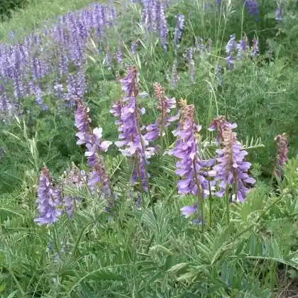 Foto von Feinblättrige Wicke (Vicia tenuifolia)
