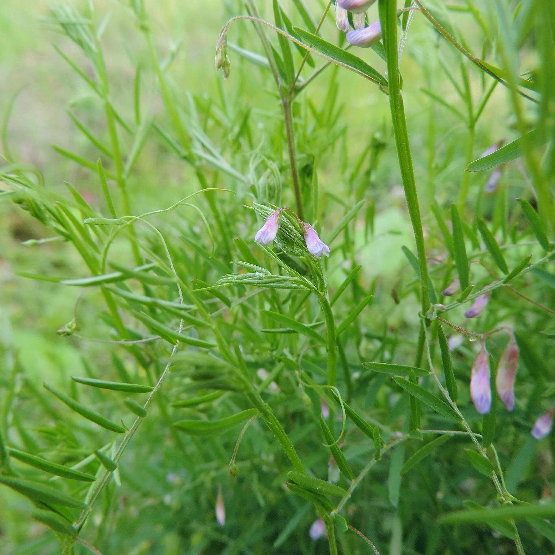 Viersamige Wicke (Vicia tetrasperma)