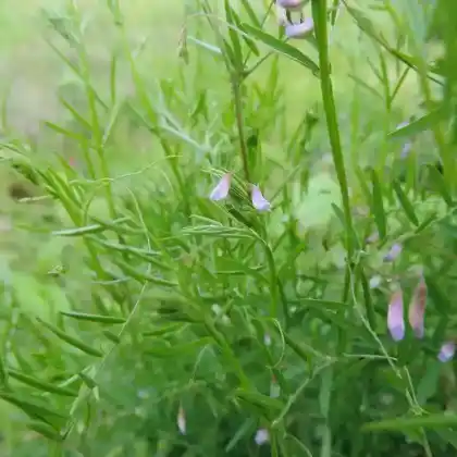 Foto von Viersamige Wicke (Vicia tetrasperma)