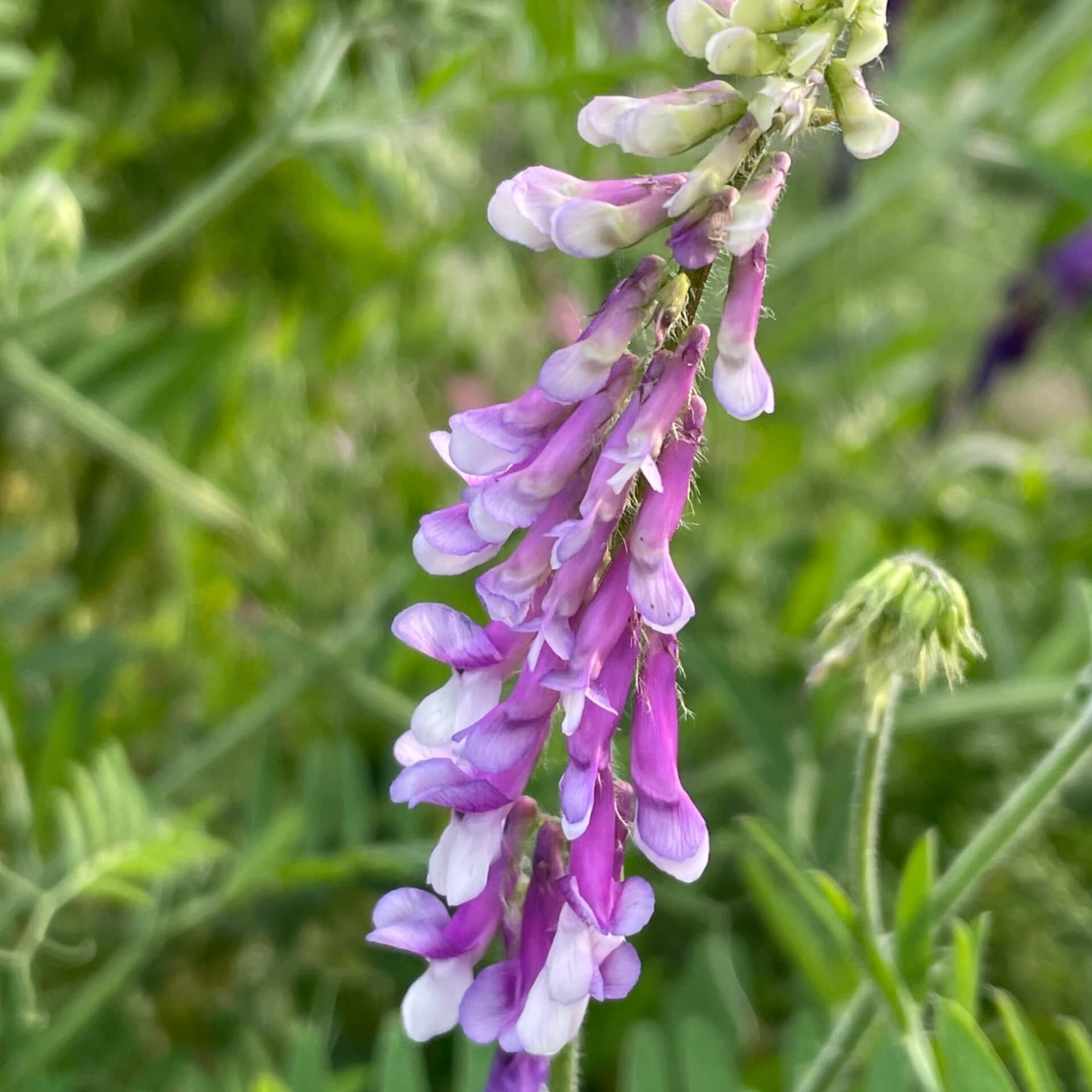 Zottige Wicke (Vicia villosa)