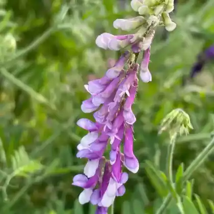 Foto von Zottige Wicke (Vicia villosa)