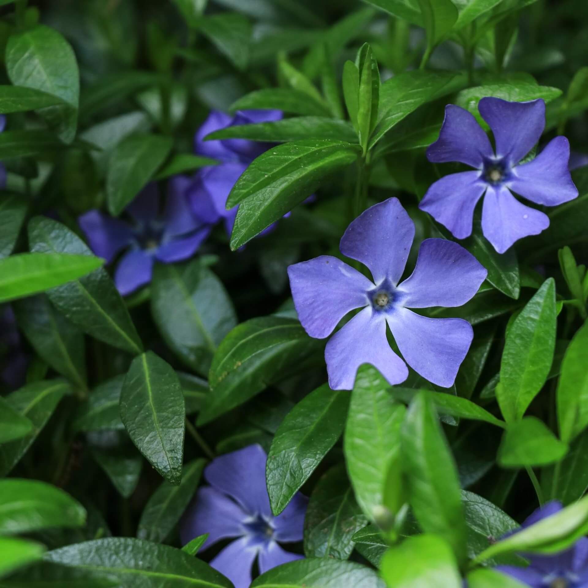 Großes Immergrün (Vinca major)