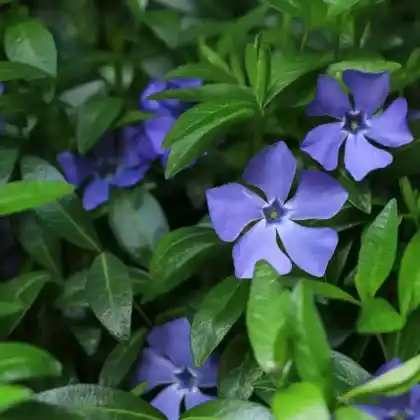 Foto von Großes Immergrün (Vinca major)