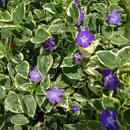 Foto von Großes Immergrün 'Variegata' (Vinca major 'Variegata')
