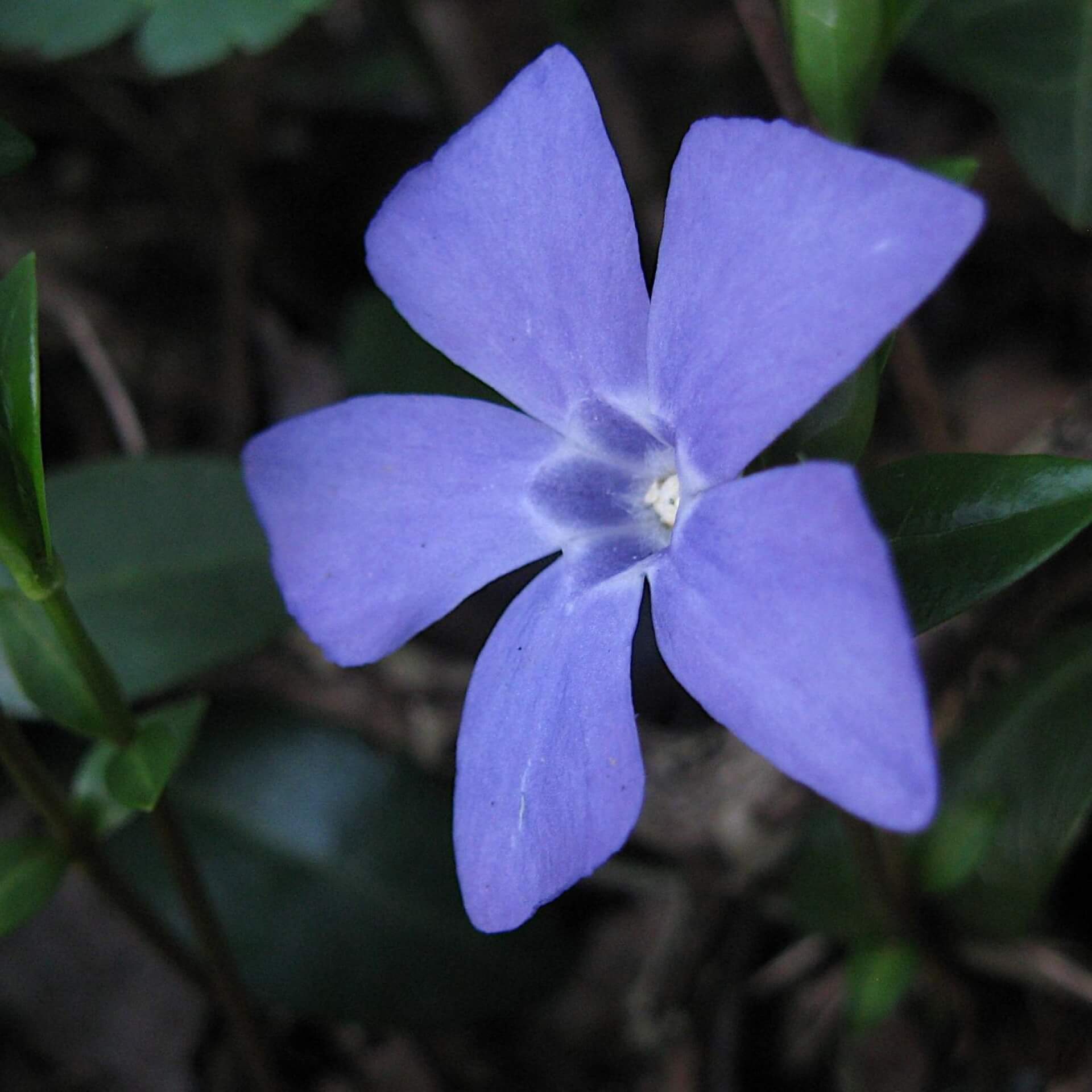 Kleines Immergrün (Vinca minor)