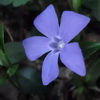 Foto von Kleines Immergrün (Vinca minor)