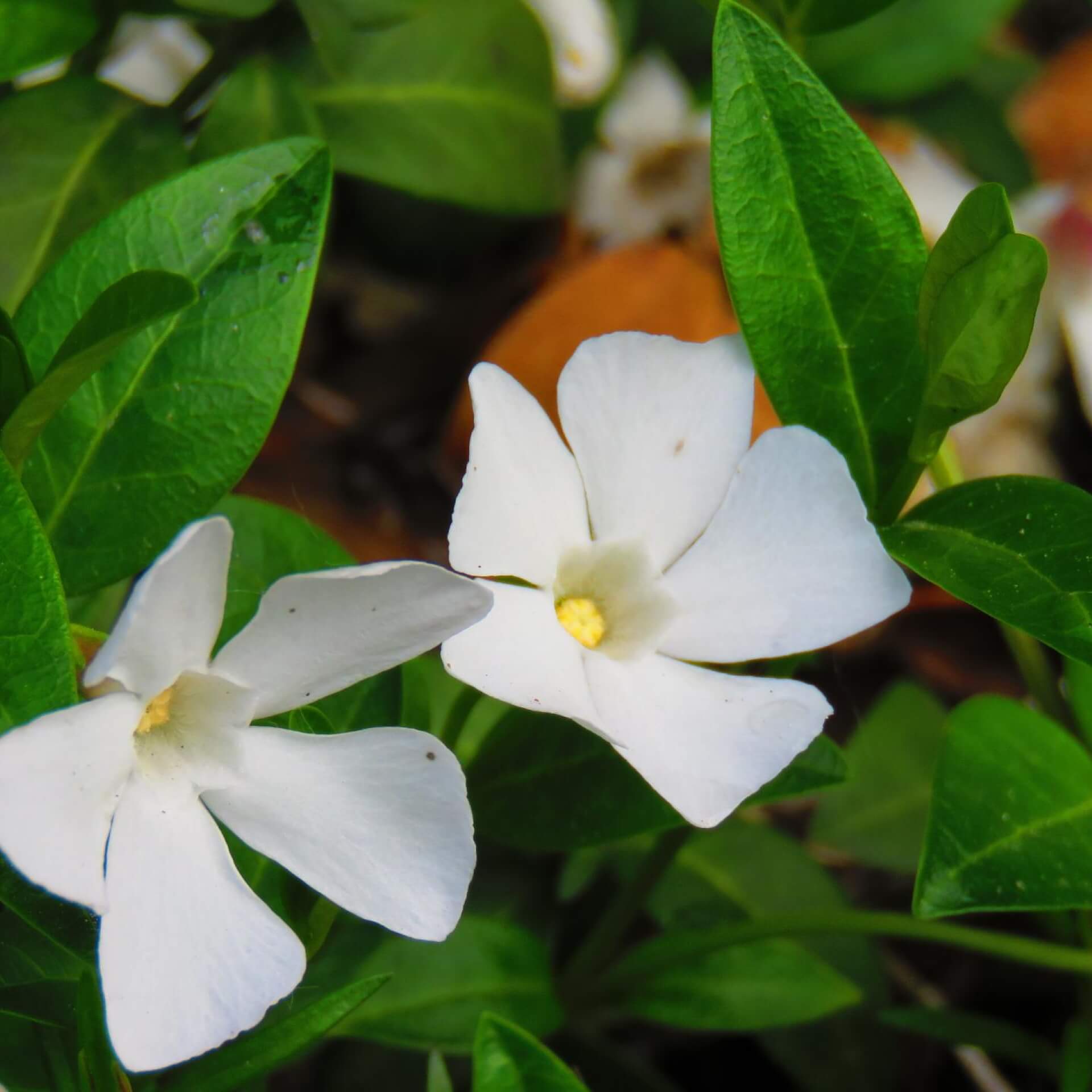 Weißes Immergrün 'Alba' (Vinca minor 'Alba')