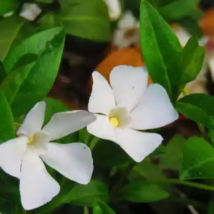 Foto von Weißes Immergrün 'Alba' (Vinca minor 'Alba')