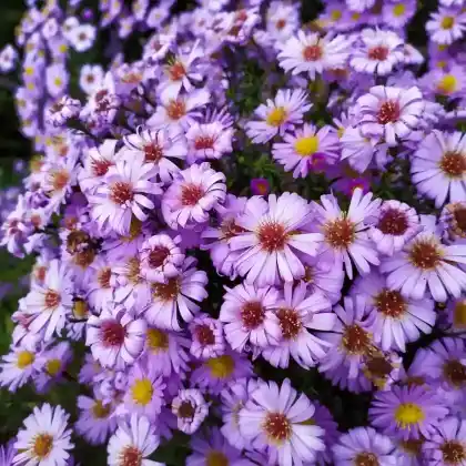 Foto von Kissen-Aster (Aster dumosus)