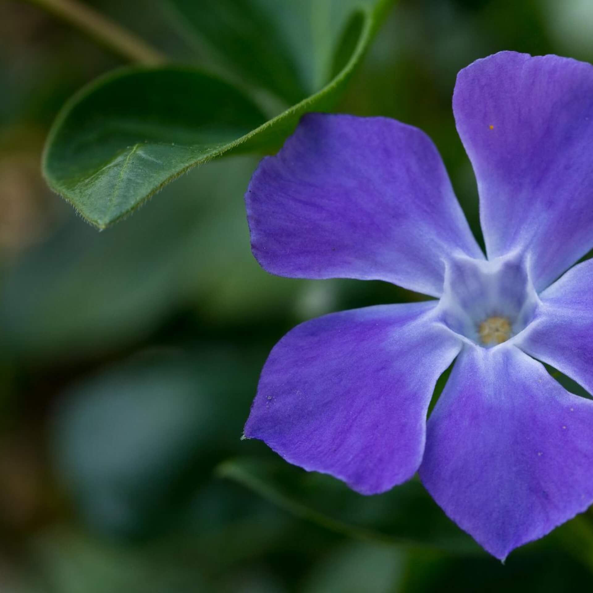 Kleines Immergrün 'Bowles' (Vinca minor 'Bowles')