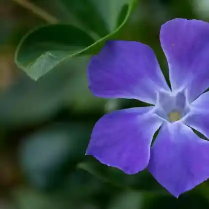 Foto von Kleines Immergrün 'Bowles' (Vinca minor 'Bowles')