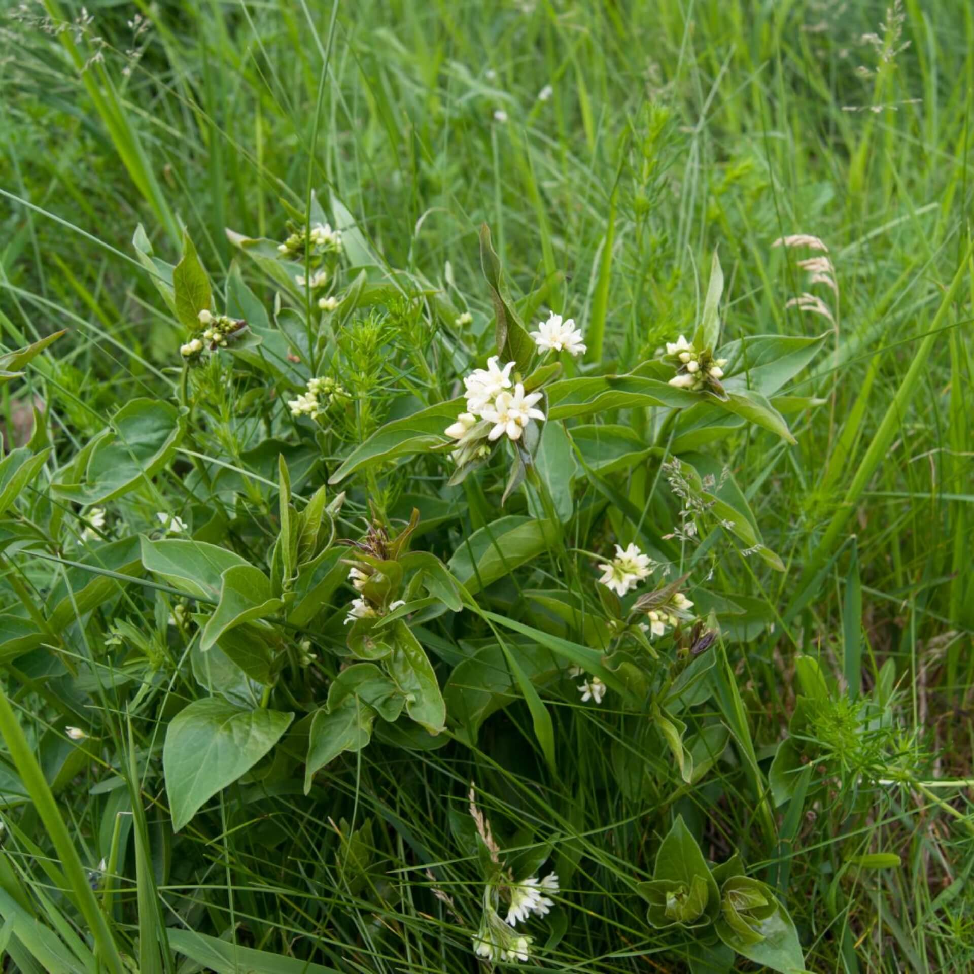 Weiße Schwalbenwurz (Vincetoxicum hirundinaria)