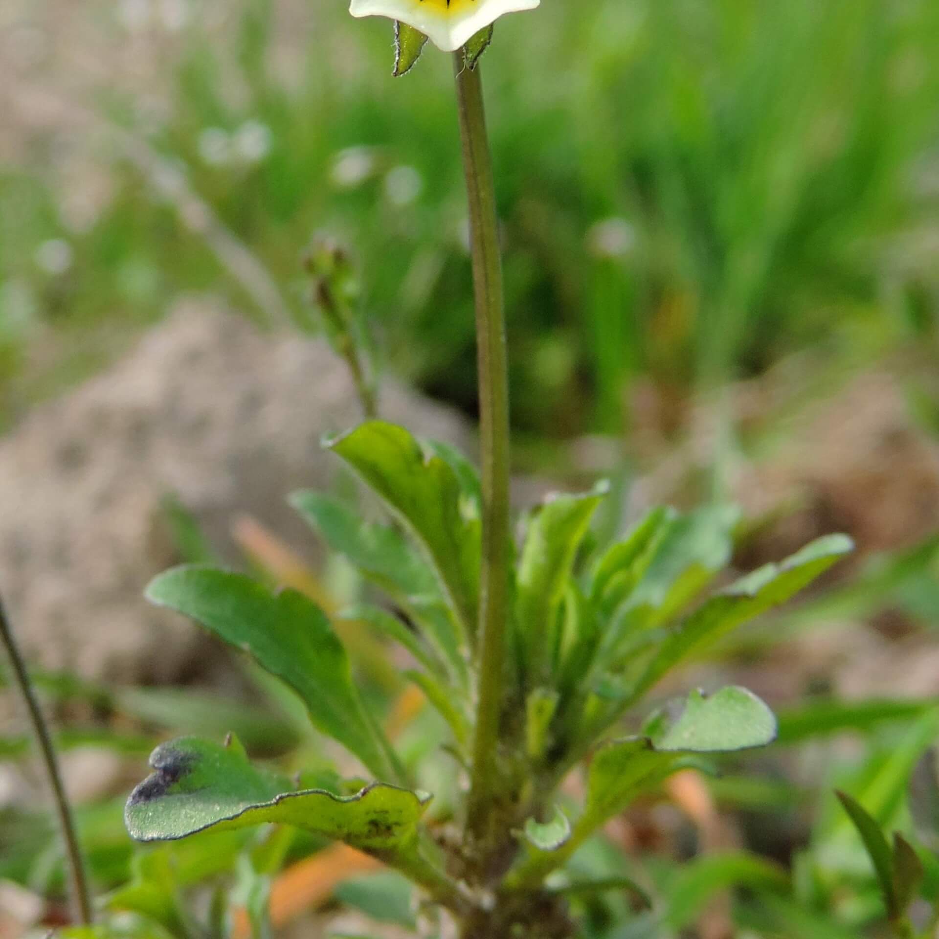 Ackerveilchen (Viola arvensis)