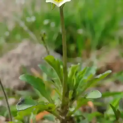 Foto von Ackerveilchen (Viola arvensis)