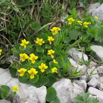 Foto von Zweiblütiges Veilchen (Viola biflora)