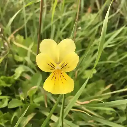Foto von Gelbes Galmei-Veilchen (Viola calaminaria)