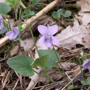 Viola canina