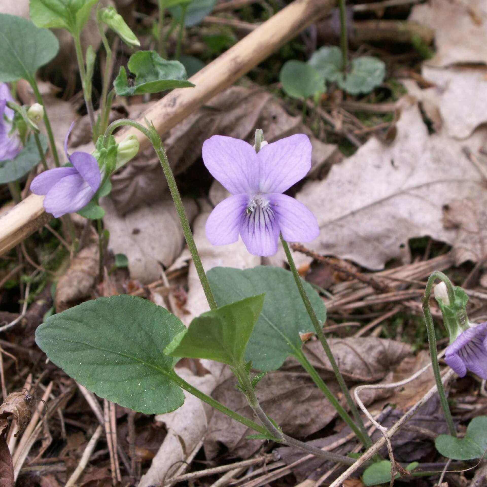 Hunds-Veilchen (Viola canina)