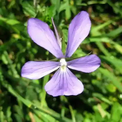 Foto von Hornveilchen (Viola cornuta)