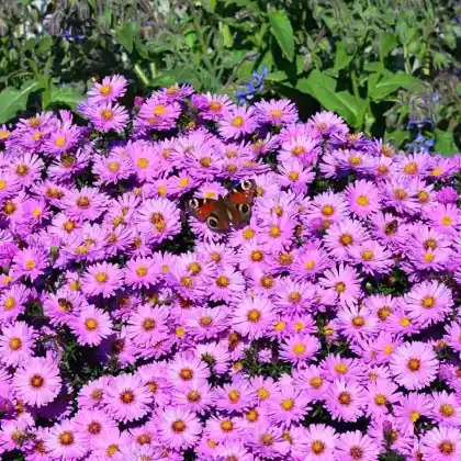 Foto von Kissen-Aster 'Apollo' (Aster dumosus 'Apollo')