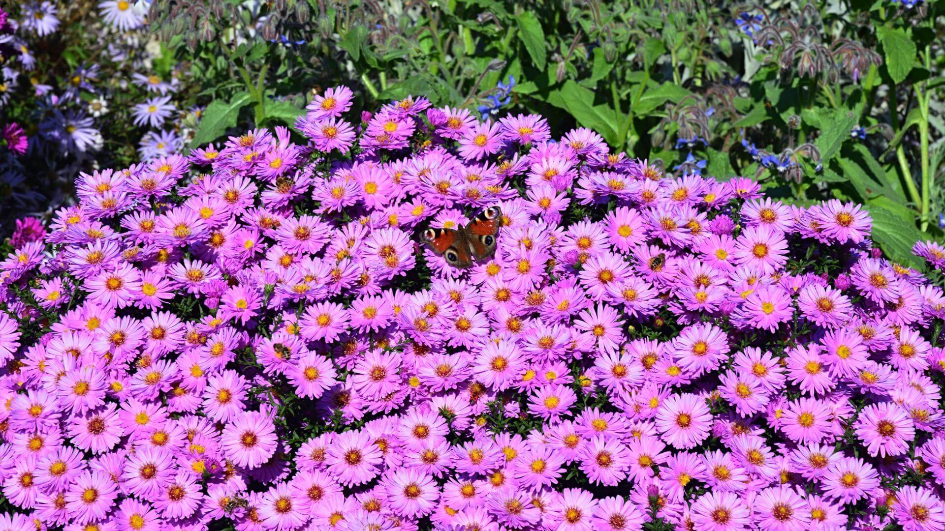KissenAster 'Apollo' / Aster dumosus 'Apollo'