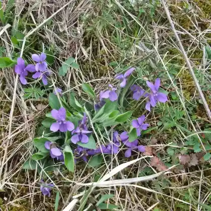 Foto von Behaartes Veilchen (Viola hirta)