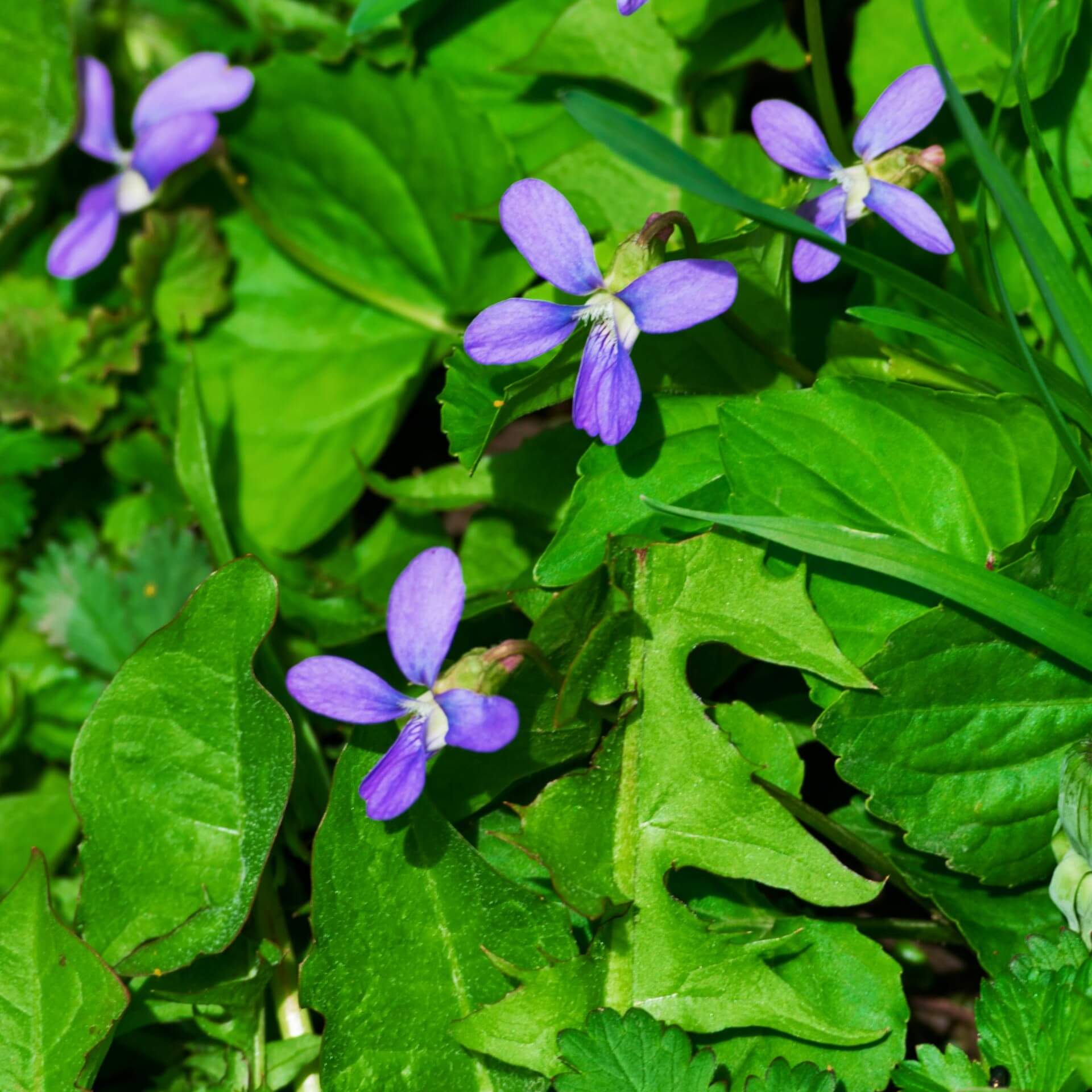  Labrador-Veilchen (Viola labradorica)