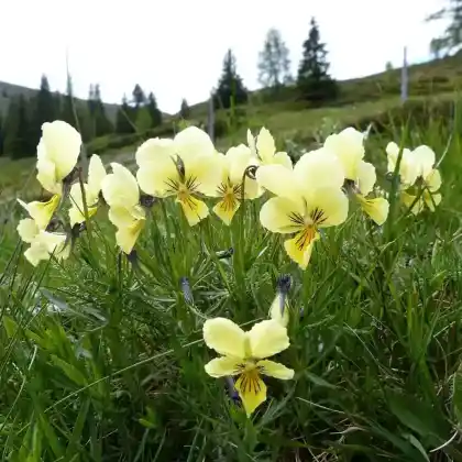 Foto von Vogesen-Stiefmütterchen (Viola lutea)