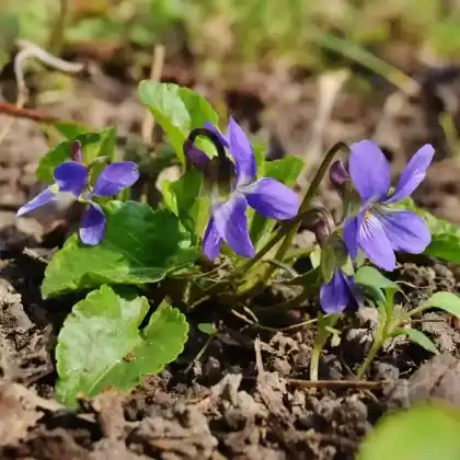 Foto von März-Veilchen (Viola odorata)
