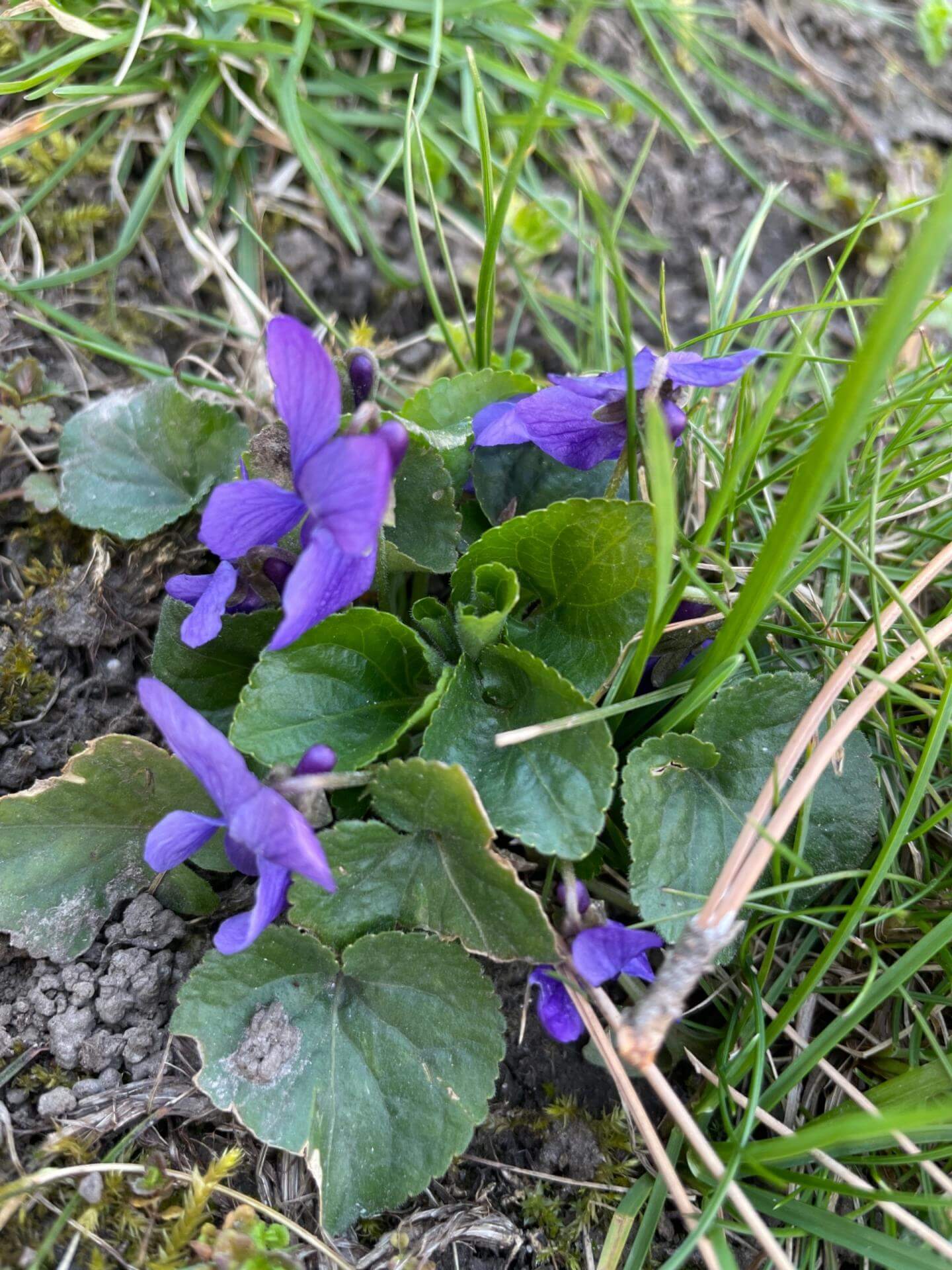 35+ Wilde Veilchen Im Garten, Veilchen oder viola sind zauberhafte