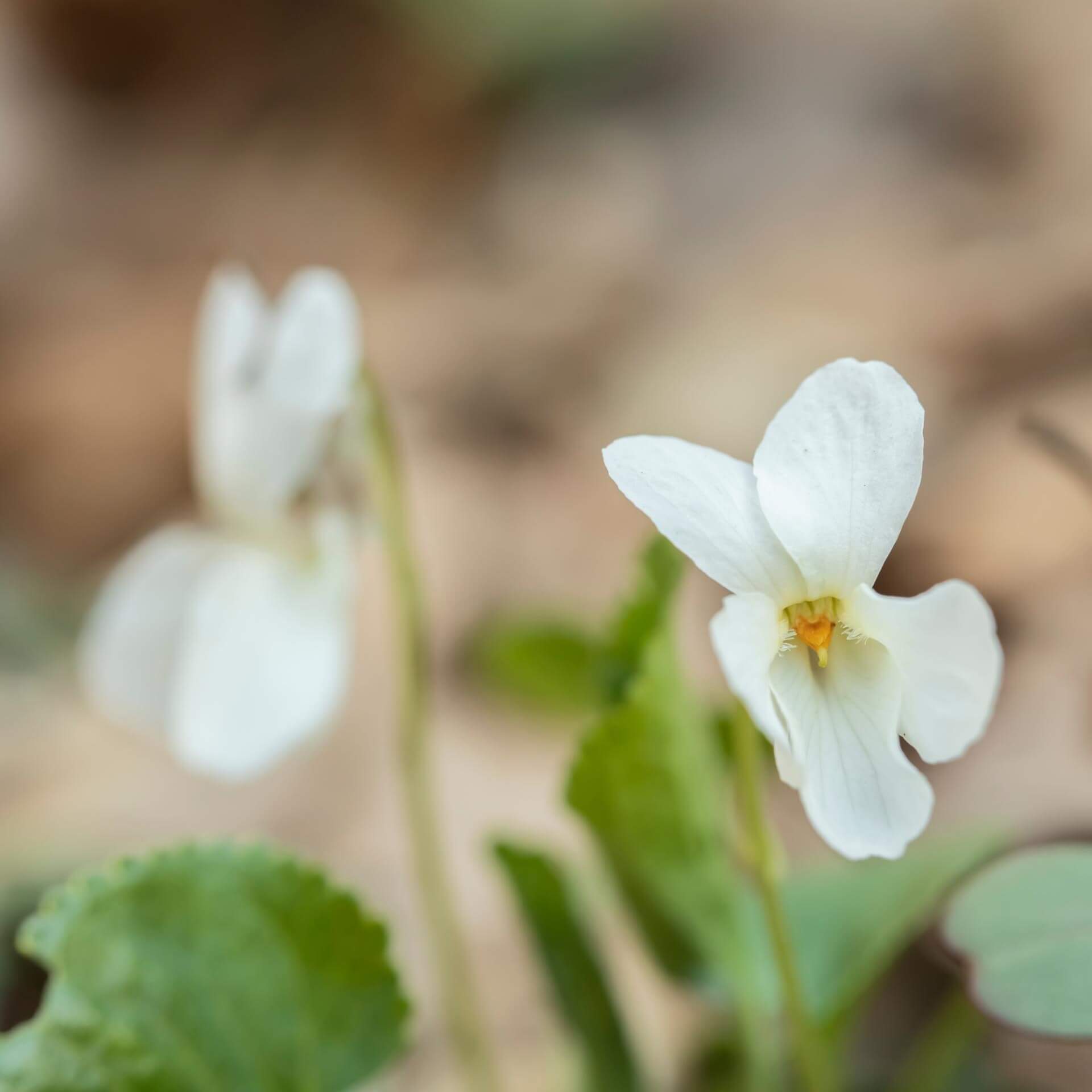 März-Veilchen 'Alba' (Viola odorata 'Alba')