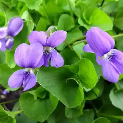 Foto von März-Veilchen 'Königin Charlotte' (Viola odorata 'Königin Charlotte')