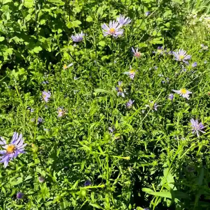 Foto von Kissen-Aster 'Augenweide' (Aster dumosus 'Augenweide')