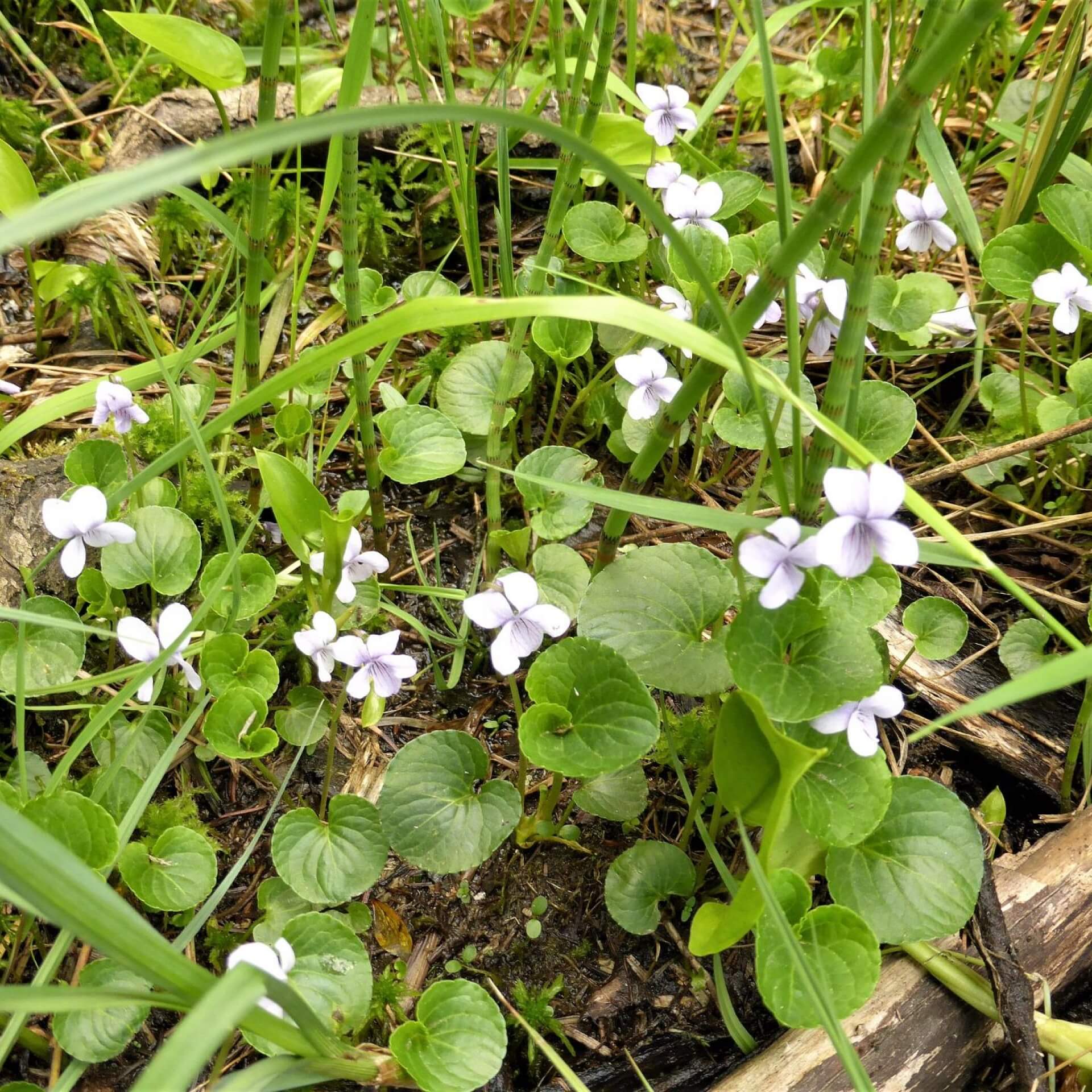 Sumpf-Veilchen (Viola palustris)