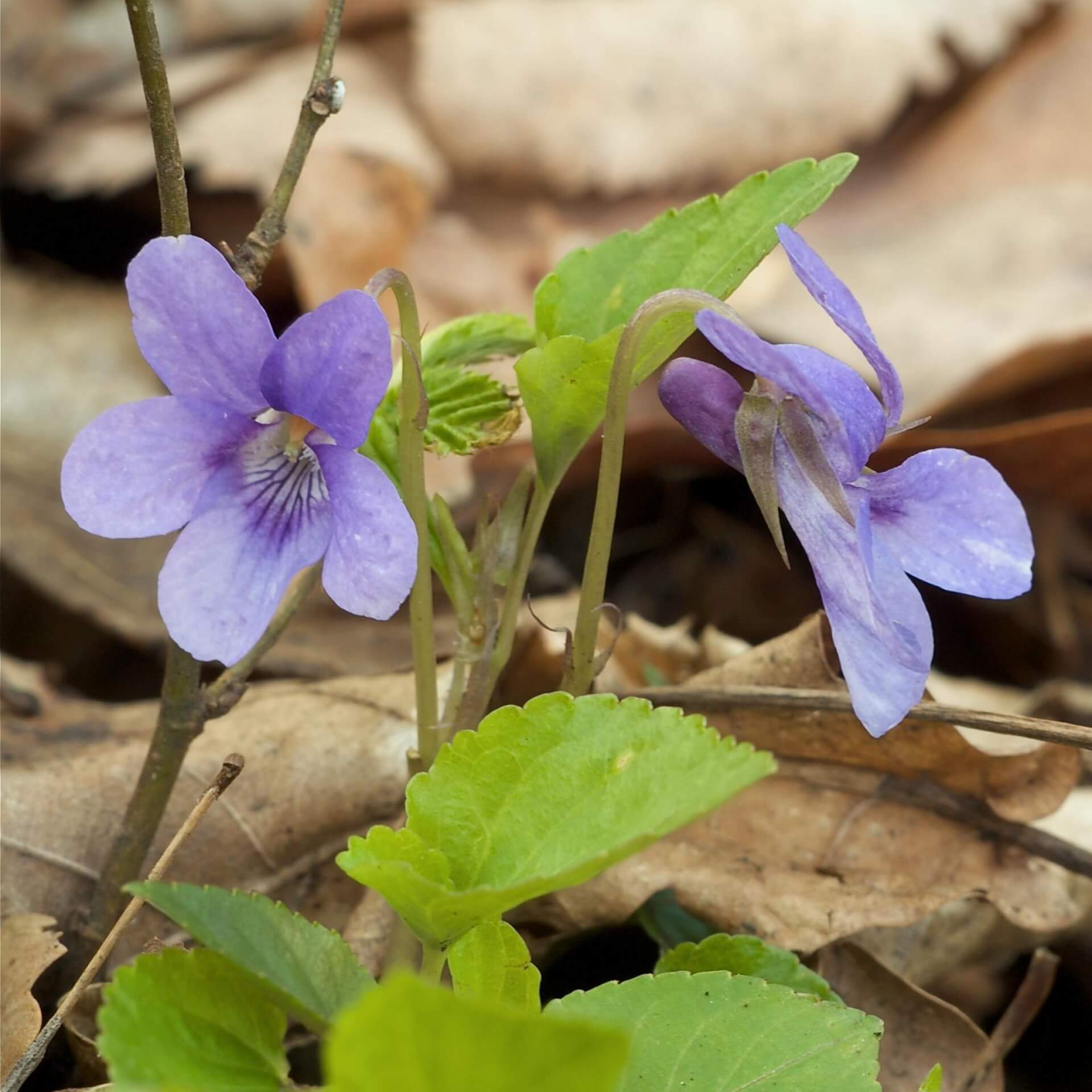 Wald-Veilchen (Viola reichenbachiana)