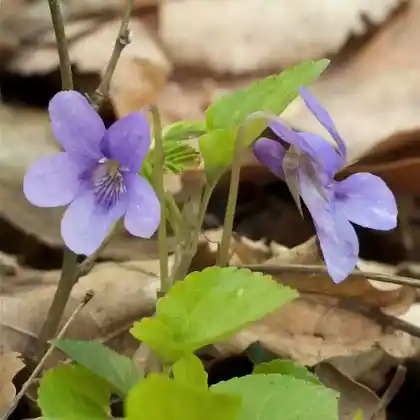 Foto von Wald-Veilchen (Viola reichenbachiana)