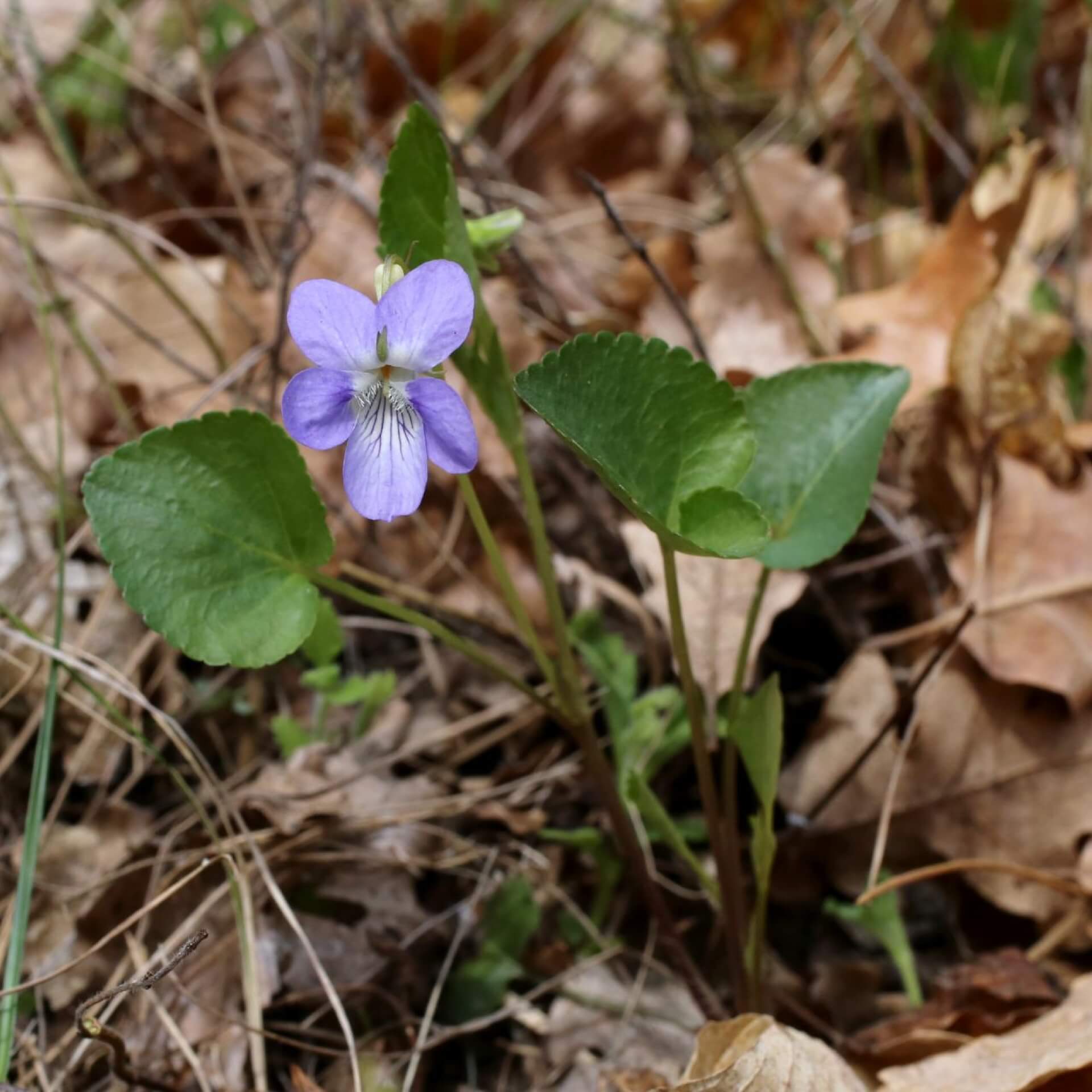 Hain-Veilchen (Viola riviniana)