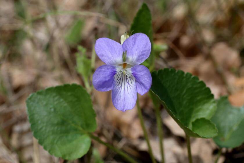 HainVeilchen / Viola riviniana