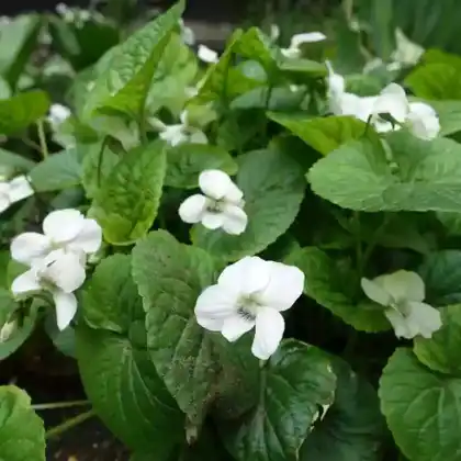 Foto von Pfingst-Veilchen 'Albiflora' (Viola sororia 'Albiflora')
