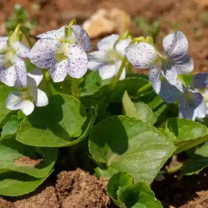 Foto von Pfingst-Veilchen 'Freckles' (Viola sororia 'Freckles')
