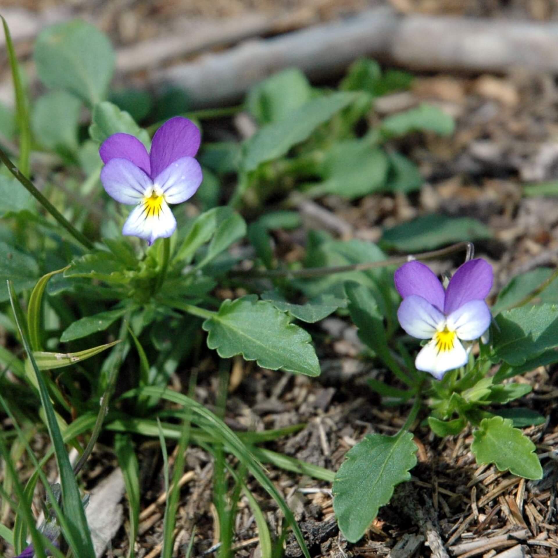 Wildes Stiefmütterchen (Viola tricolor)