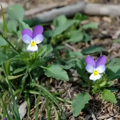 Foto von Wildes Stiefmütterchen (Viola tricolor)