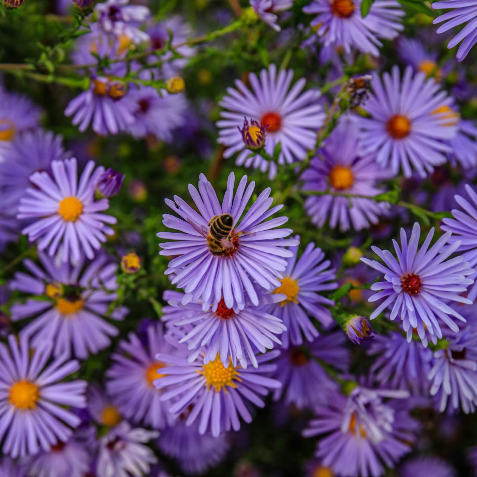 Kissen-Aster 'Blaue Lagune' (Aster dumosus 'Blaue Lagune')