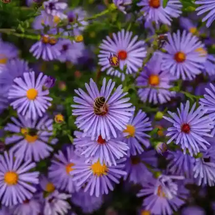 Foto von Kissen-Aster 'Blaue Lagune' (Aster dumosus 'Blaue Lagune')