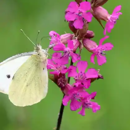 Foto von Gewöhnliche Pechnelke (Viscaria vulgaris)